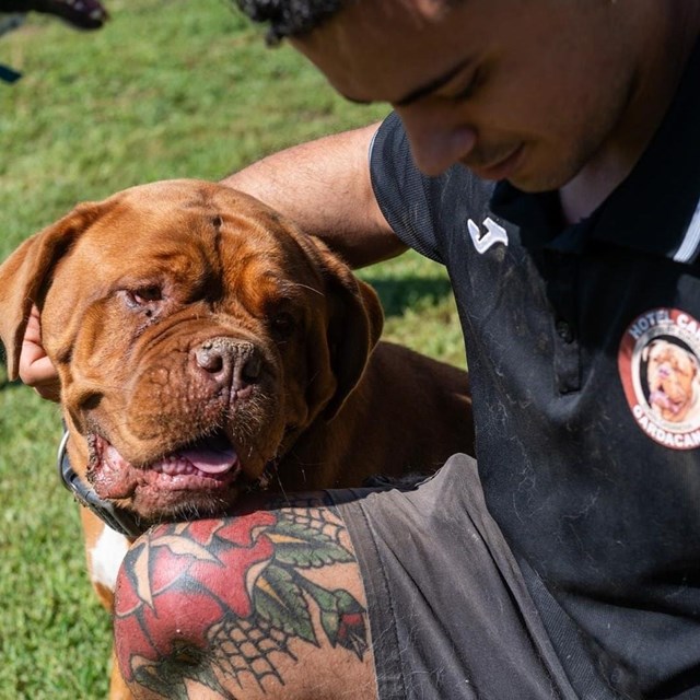Crías de Dogo de Burdeos en Ourense, Bilbao y Barcelona