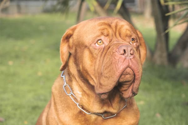 Criadero de Dogos de Burdeos en Bilbao