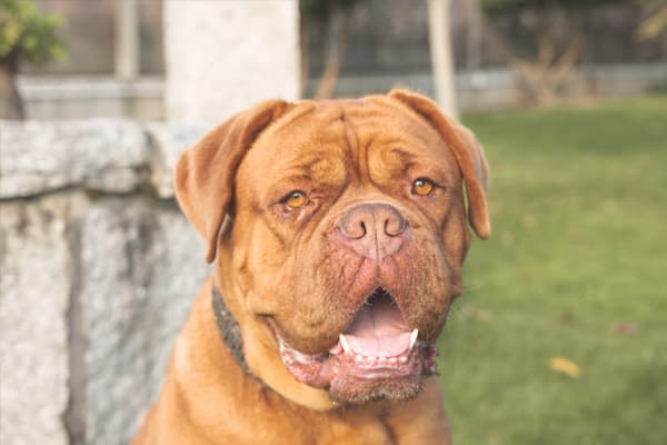 Criadero de perros en Barcelona