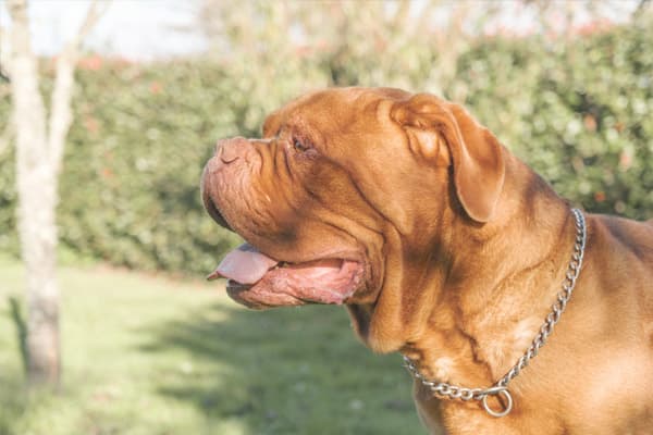 Dogo de Burdeos en Bilbao