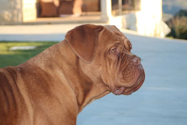 Dogo de Burdeos en Barcelona