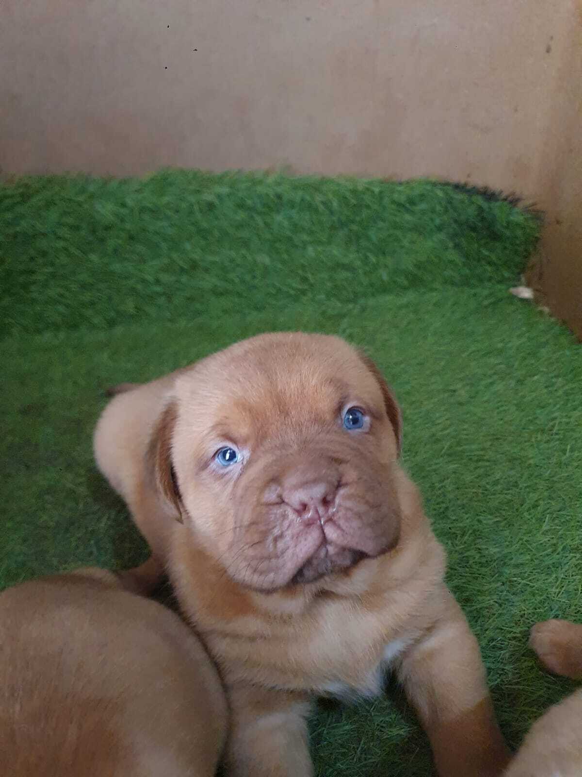 Cachorros - Gardacan