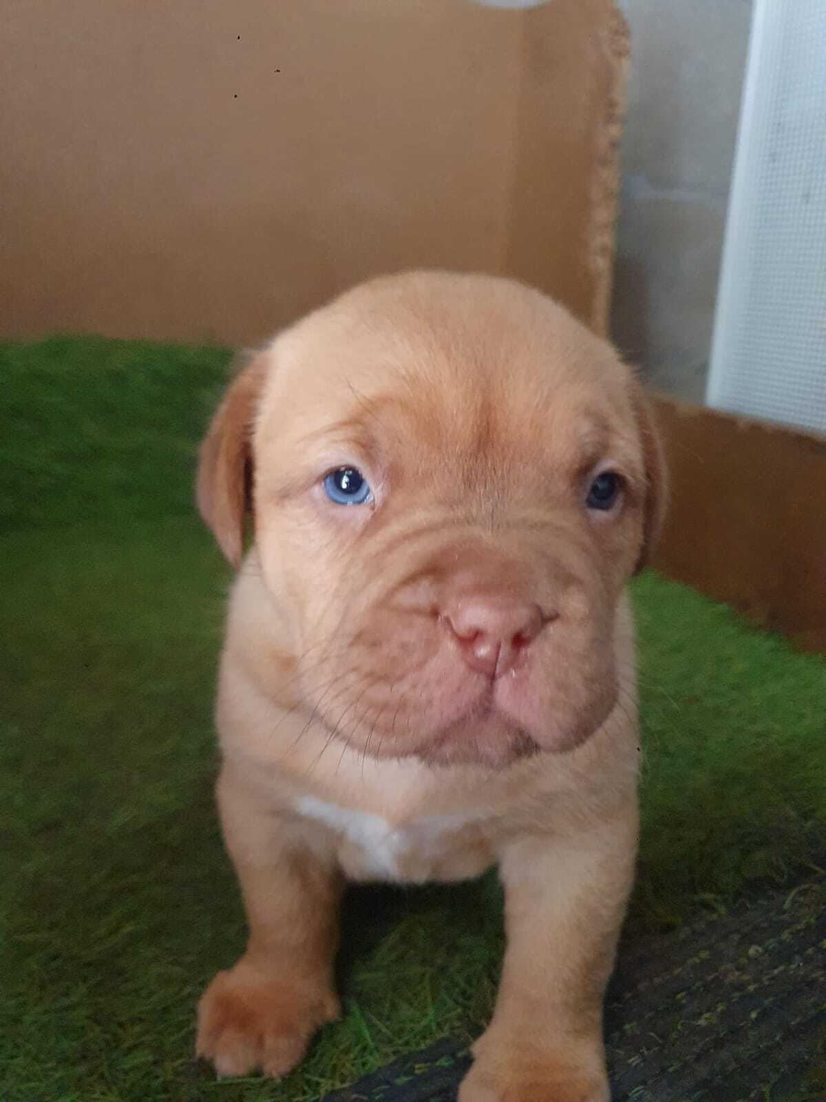 Cachorros - Gardacan
