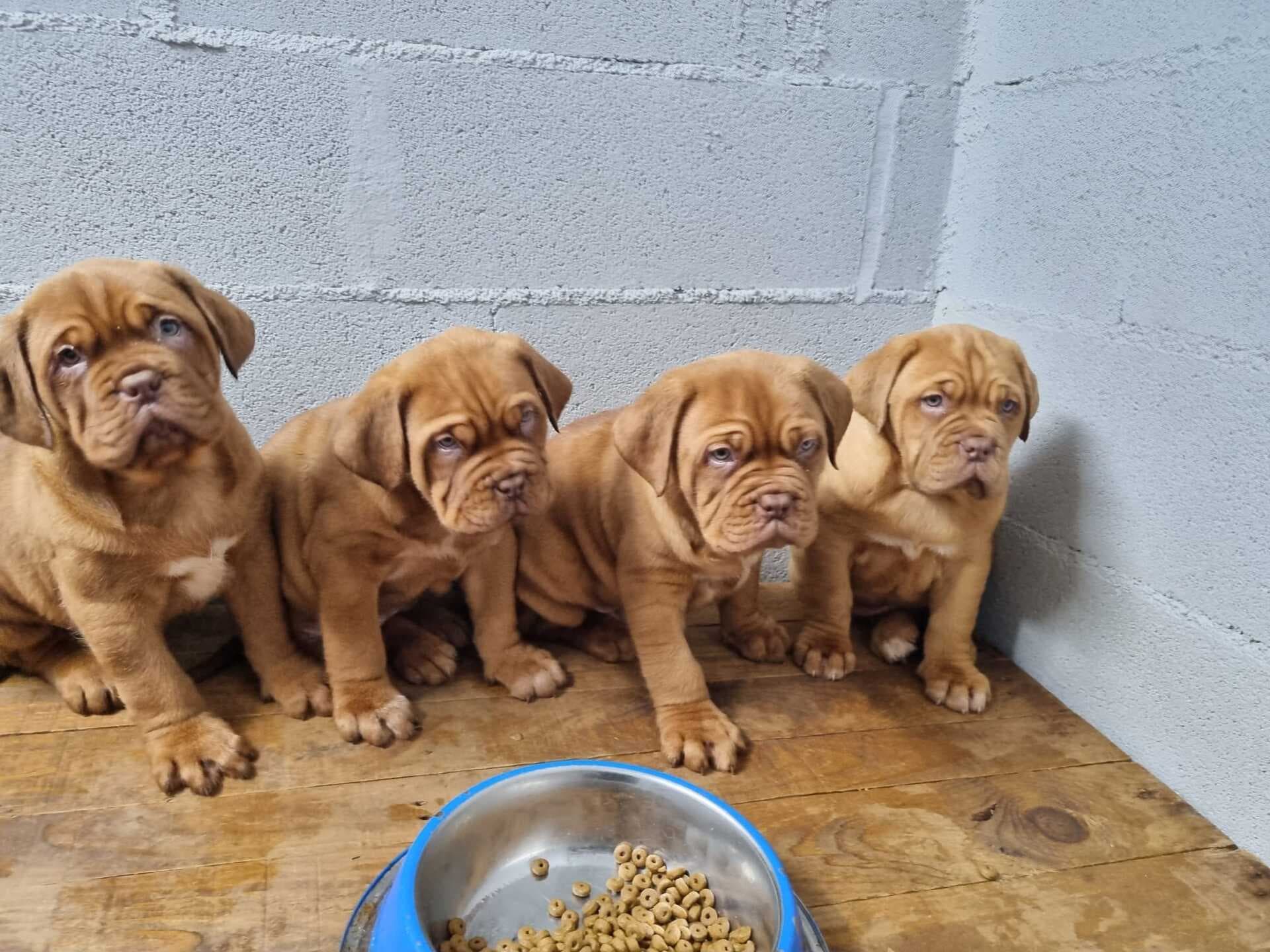 Cachorros - Gardacan