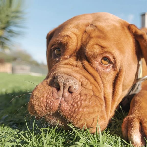 Cría Dogo de Burdeos