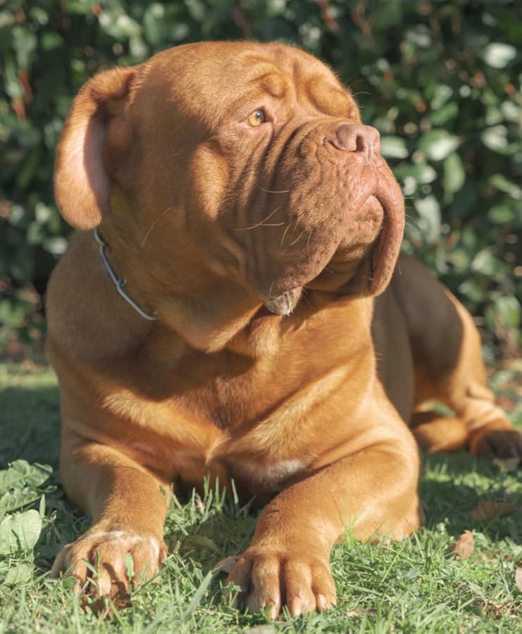Dogo de Burdeos: pasión por la raza