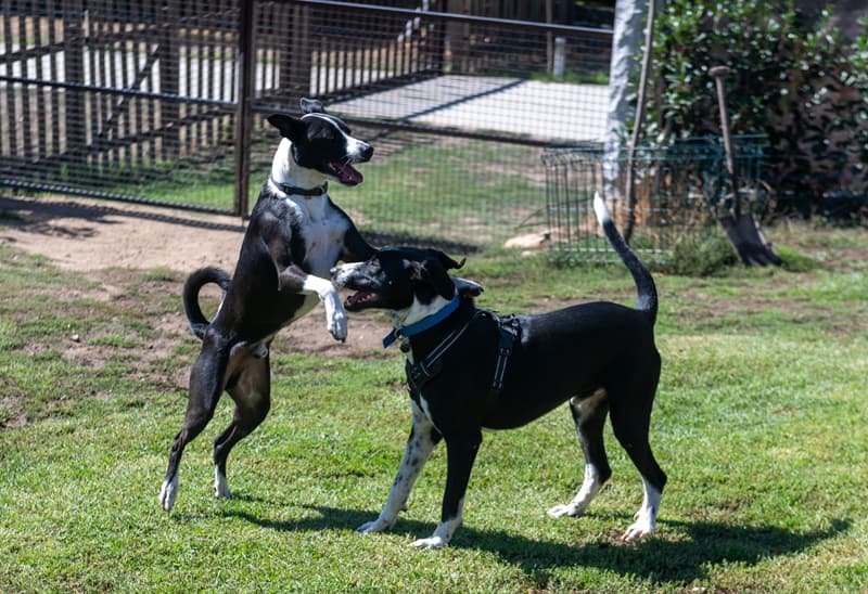 Todas las noticias de la residencia canina Gardacan