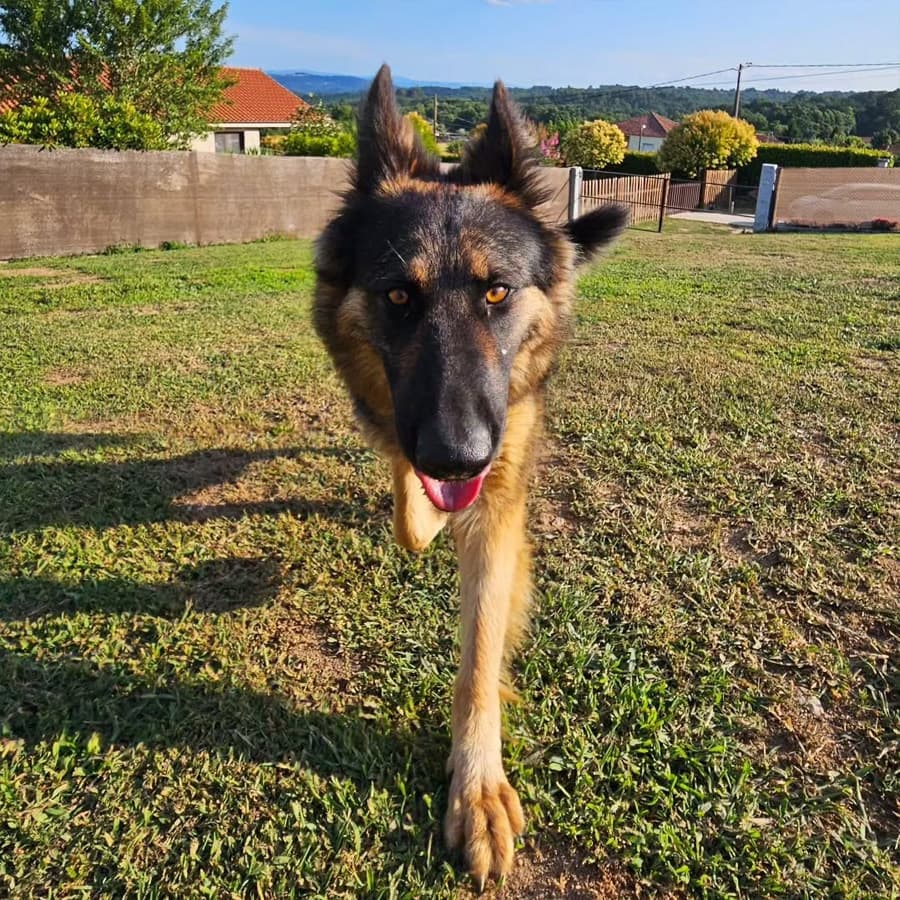 Tarifas para perros de razas PPP y casos especiales