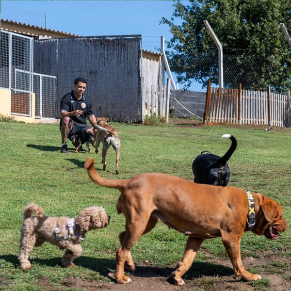 Todas las tarifas de Gardacan, residencia para perros en Ourense