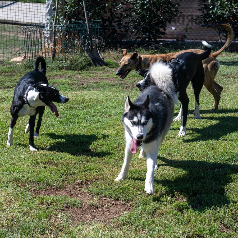 Residencia canina en Ourense