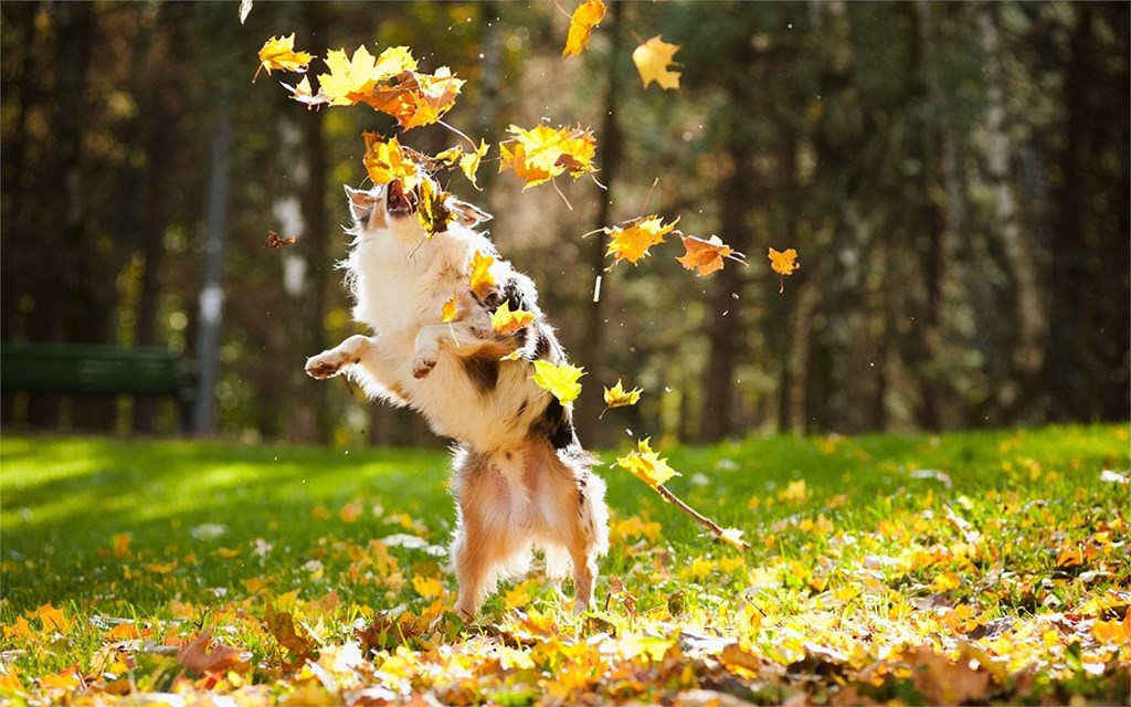 JUEGOS Y ACTIVIDADES PARA PERROS EN OTOÑO: diversión y estimulación mental.