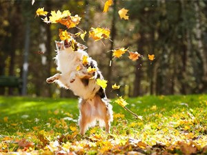 JUEGOS Y ACTIVIDADES PARA PERROS EN OTOÑO: diversión y estimulación mental.