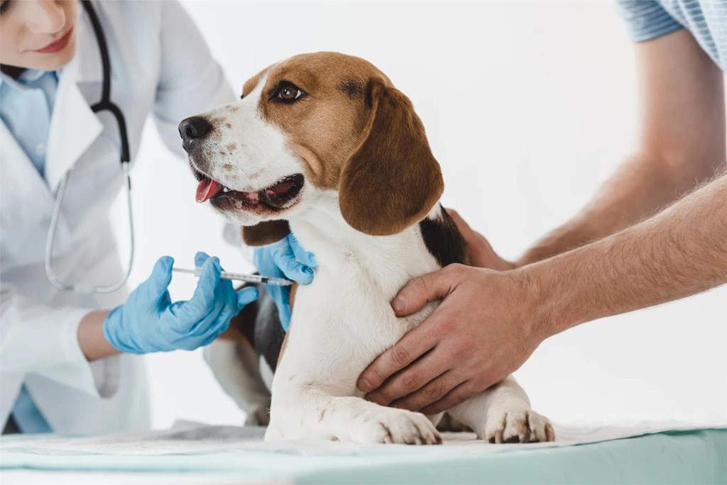LA IMPORTANCIA DE LA VACUNACIÓN ANUAL EN PERROS: protege su salud todo el año.