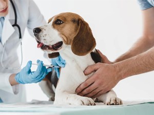 LA IMPORTANCIA DE LA VACUNACIÓN ANUAL EN PERROS: protege su salud todo el año.